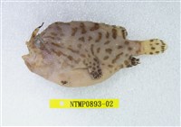 藏品(條紋躄魚)的圖片